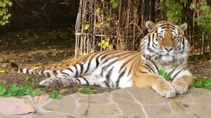 Московский Зоопарк Тигр