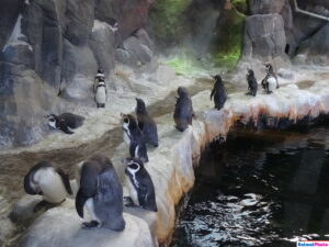 Московский зоопарк Пингвины