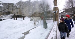 10 причин посетить “Московский зоопарк” зимой